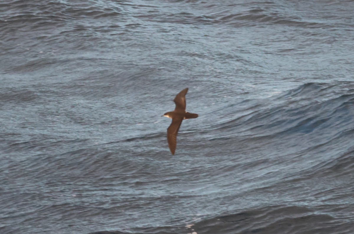 Tropical Shearwater - ML639516450