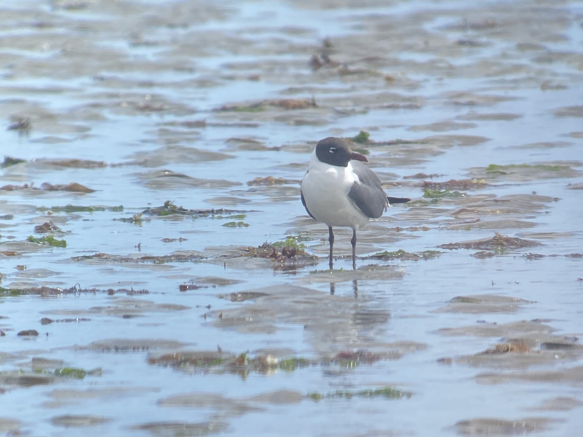 Laughing Gull - ML639516457
