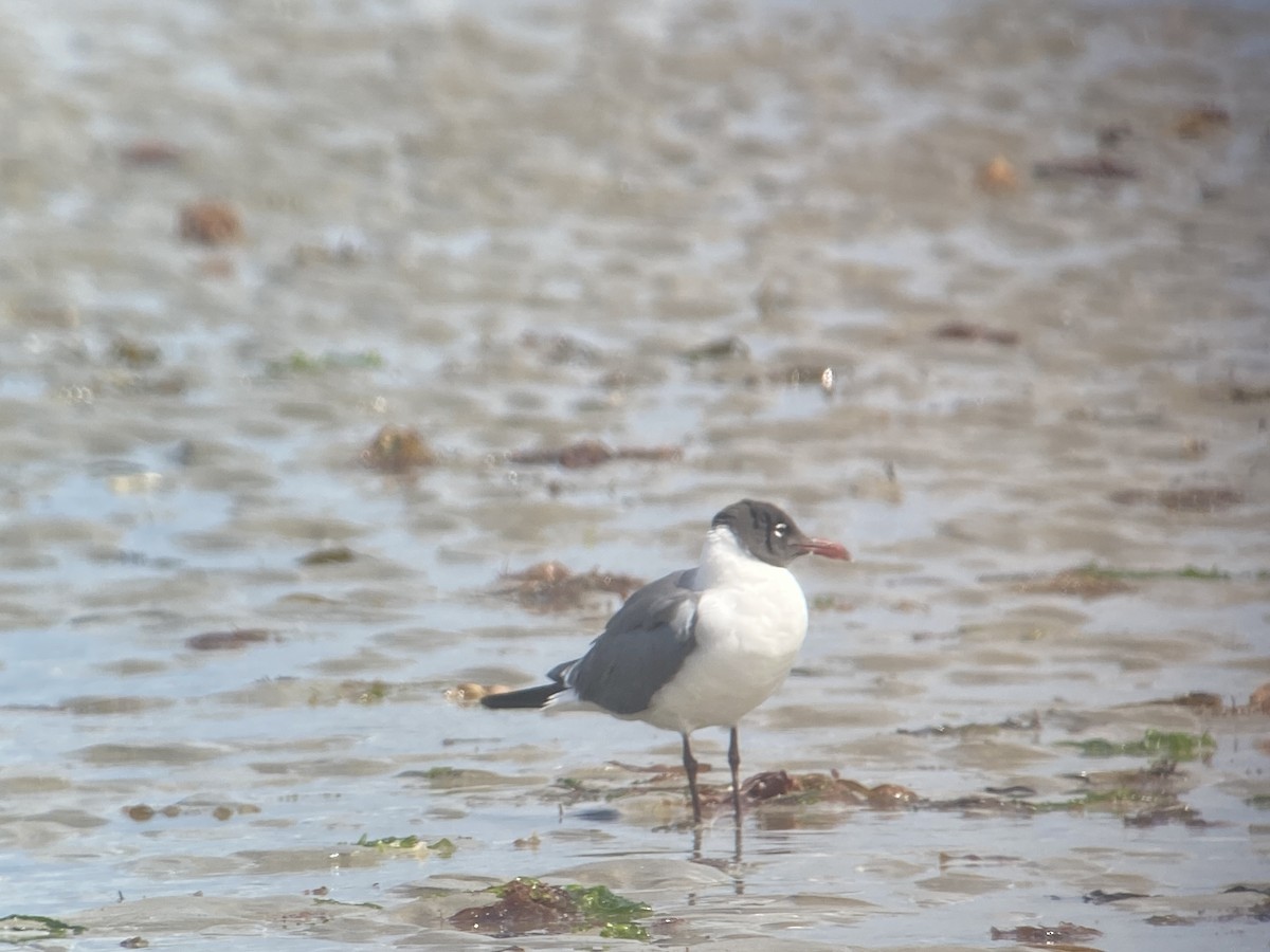 Laughing Gull - ML639516458