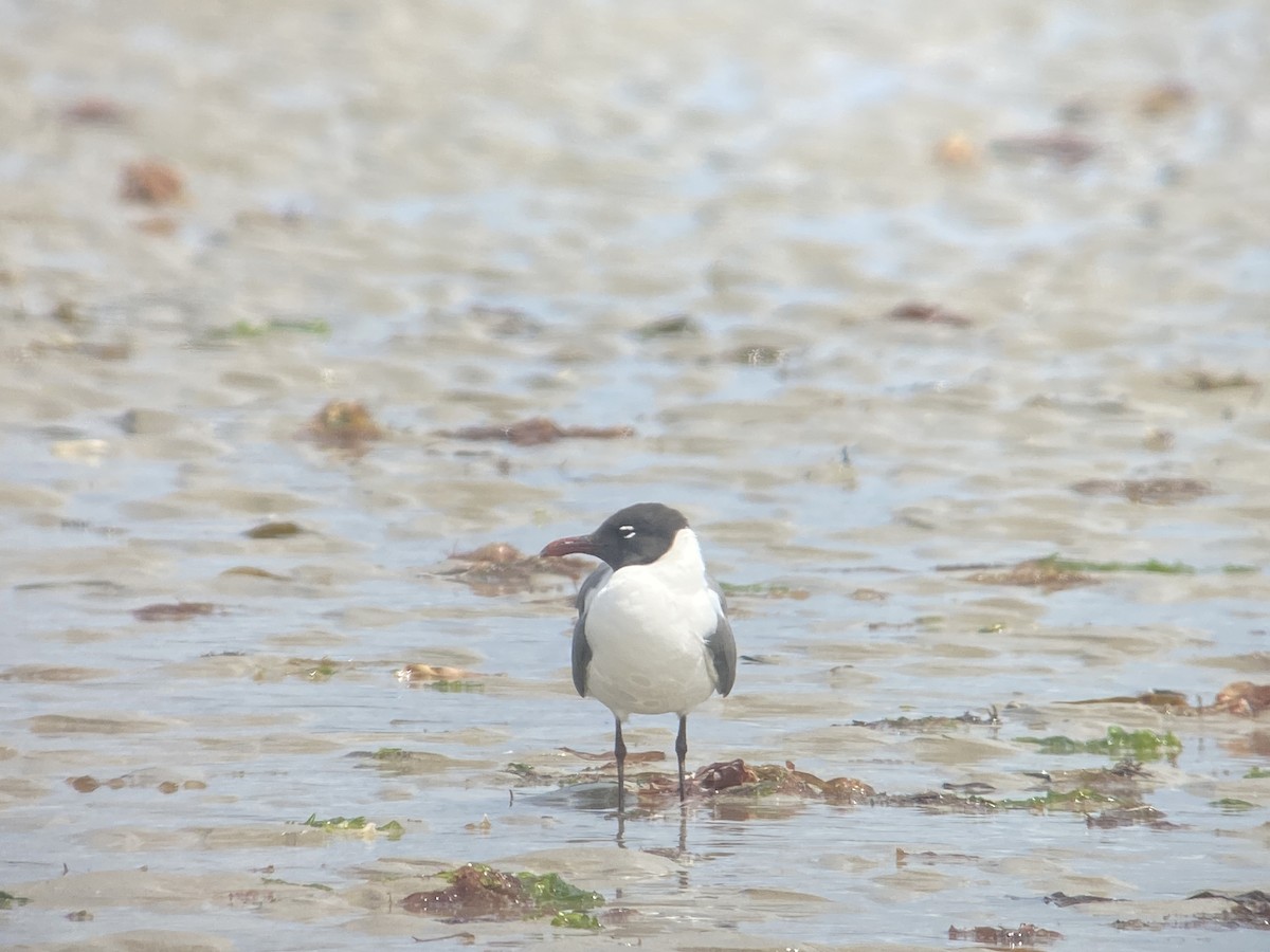 Laughing Gull - ML639516459