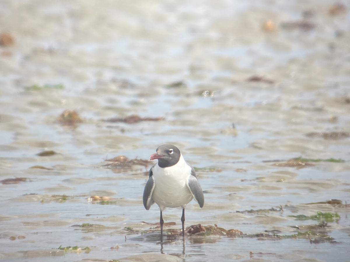 Laughing Gull - ML639516460