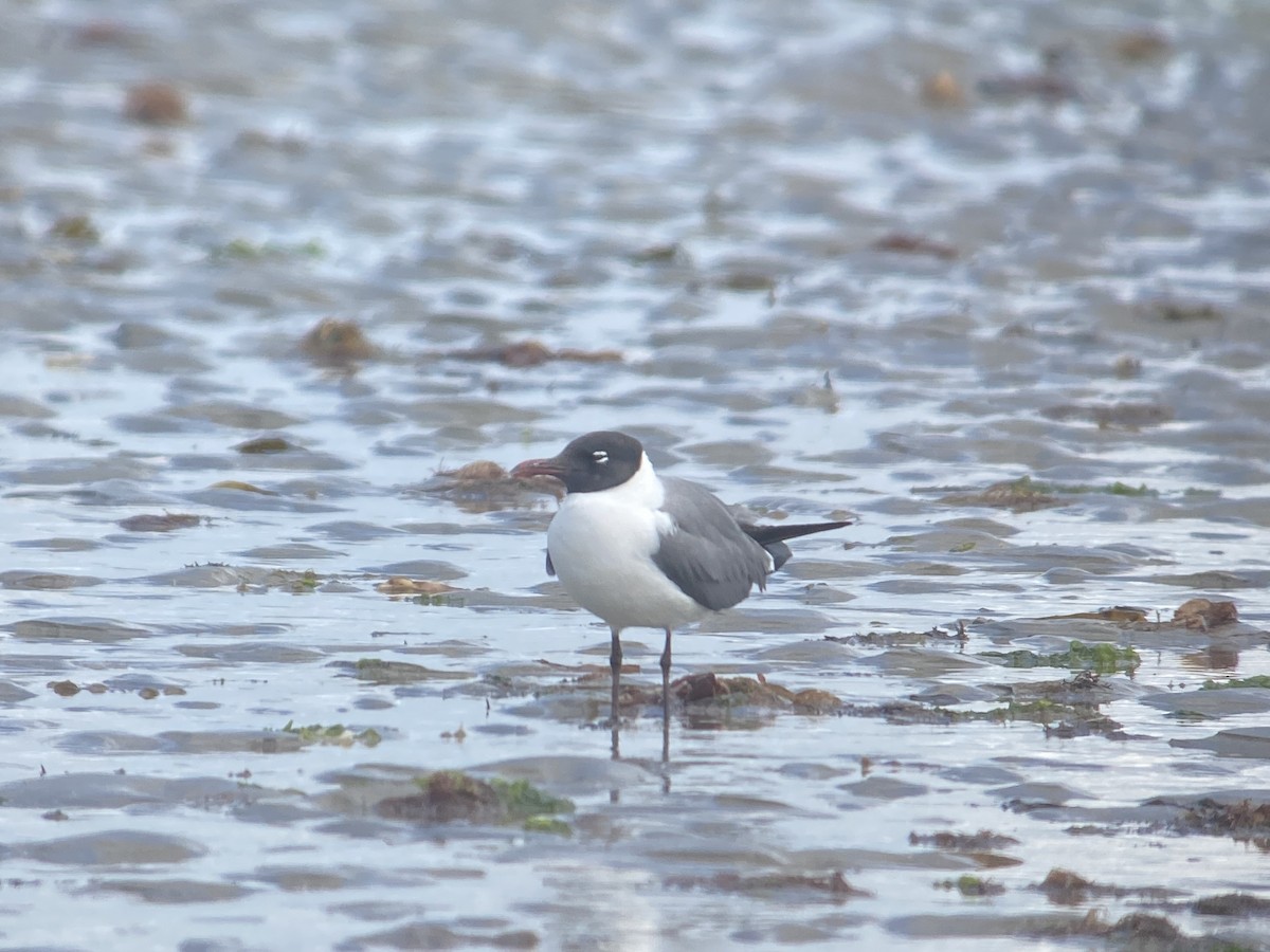 Laughing Gull - ML639516461