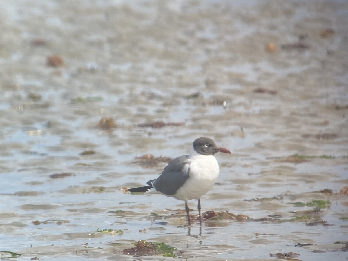 Laughing Gull - ML639516462