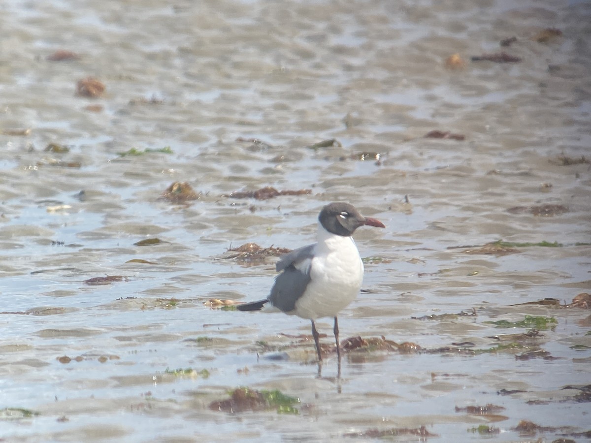 Laughing Gull - ML639516463