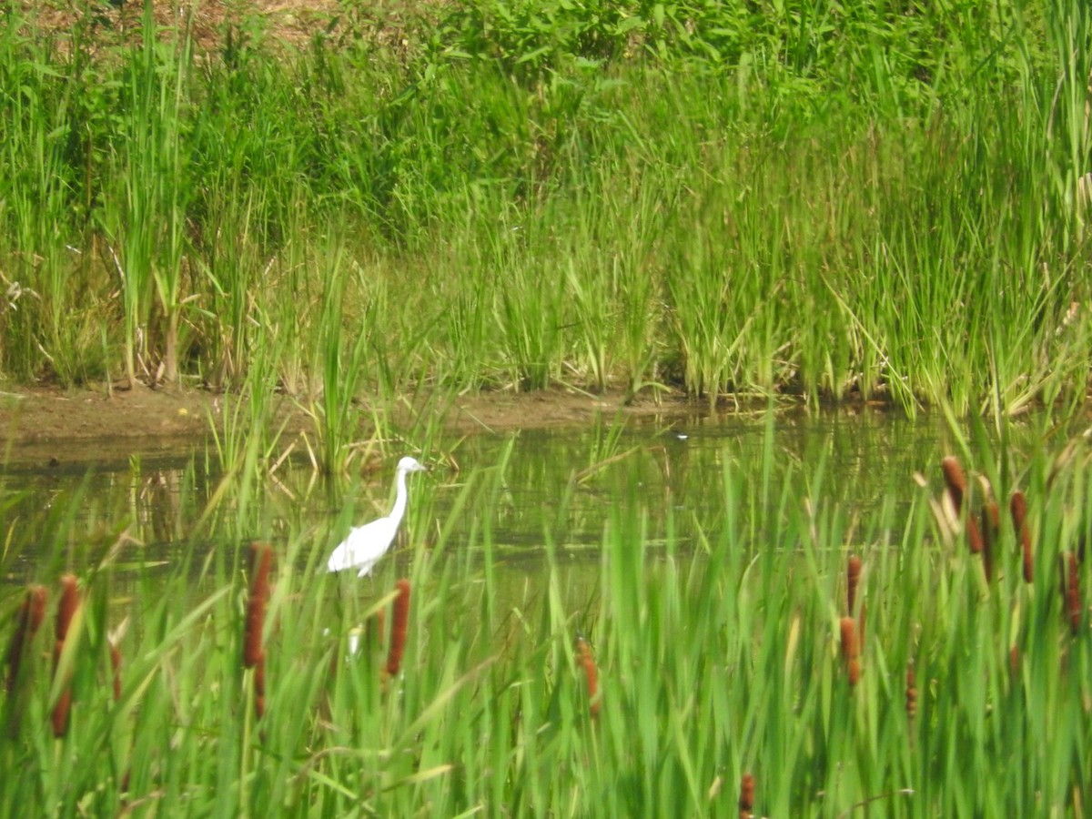 Little Blue Heron - ML639516496