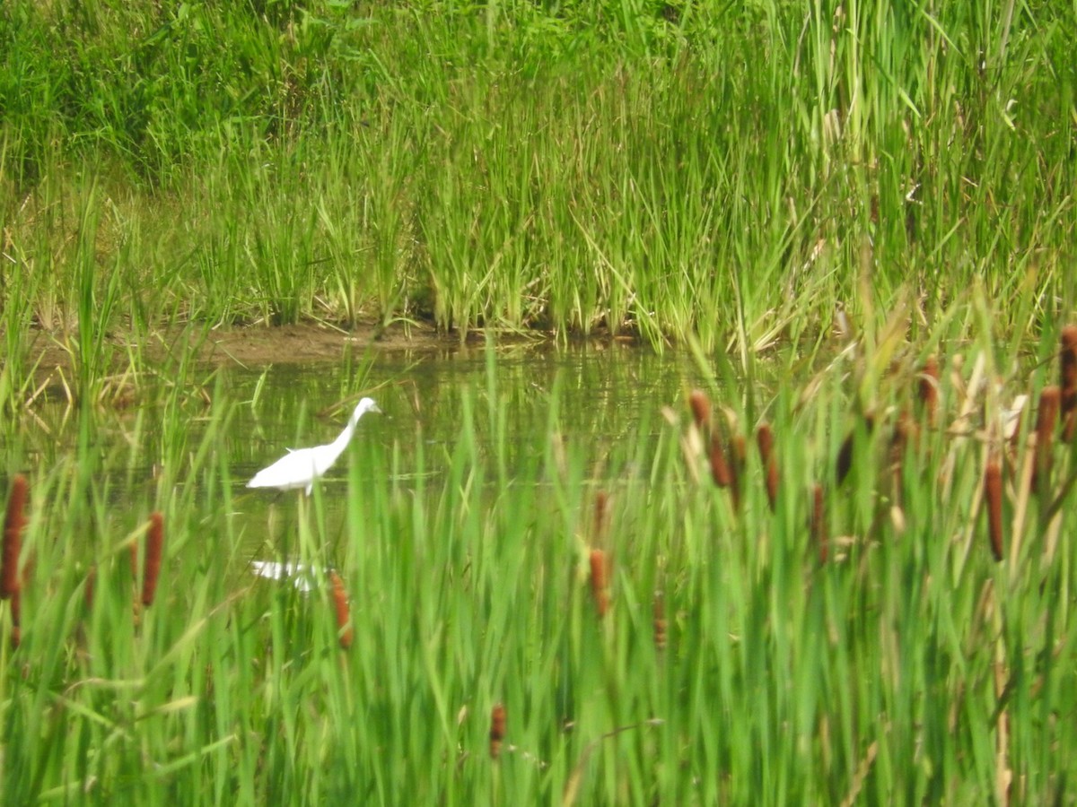 Little Blue Heron - ML639516497