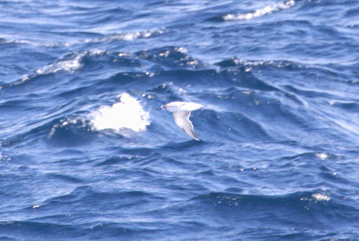 Common Tern - ML639516521