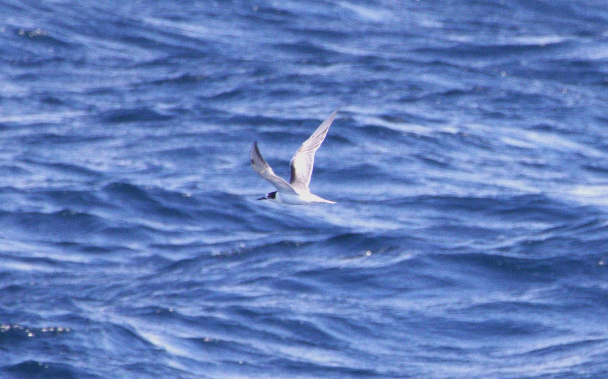 Common Tern - ML639516522
