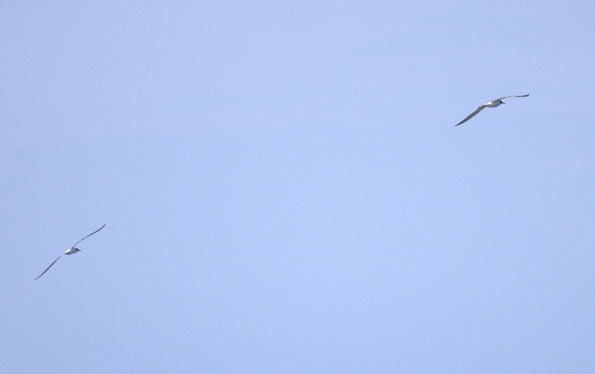 Common Tern - ML639516524