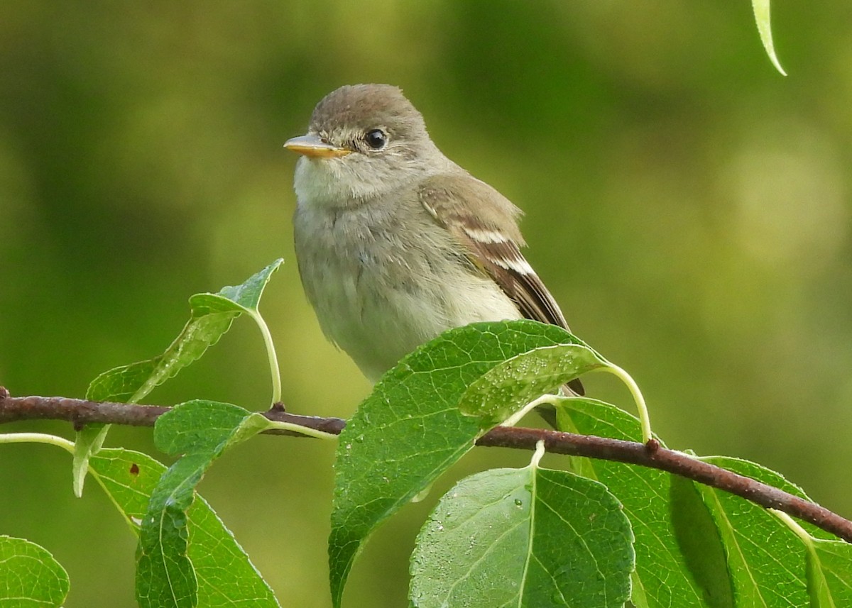 Willow Flycatcher - ML639516623