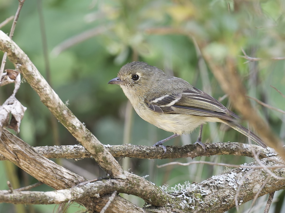 Hutton's Vireo - ML639516662