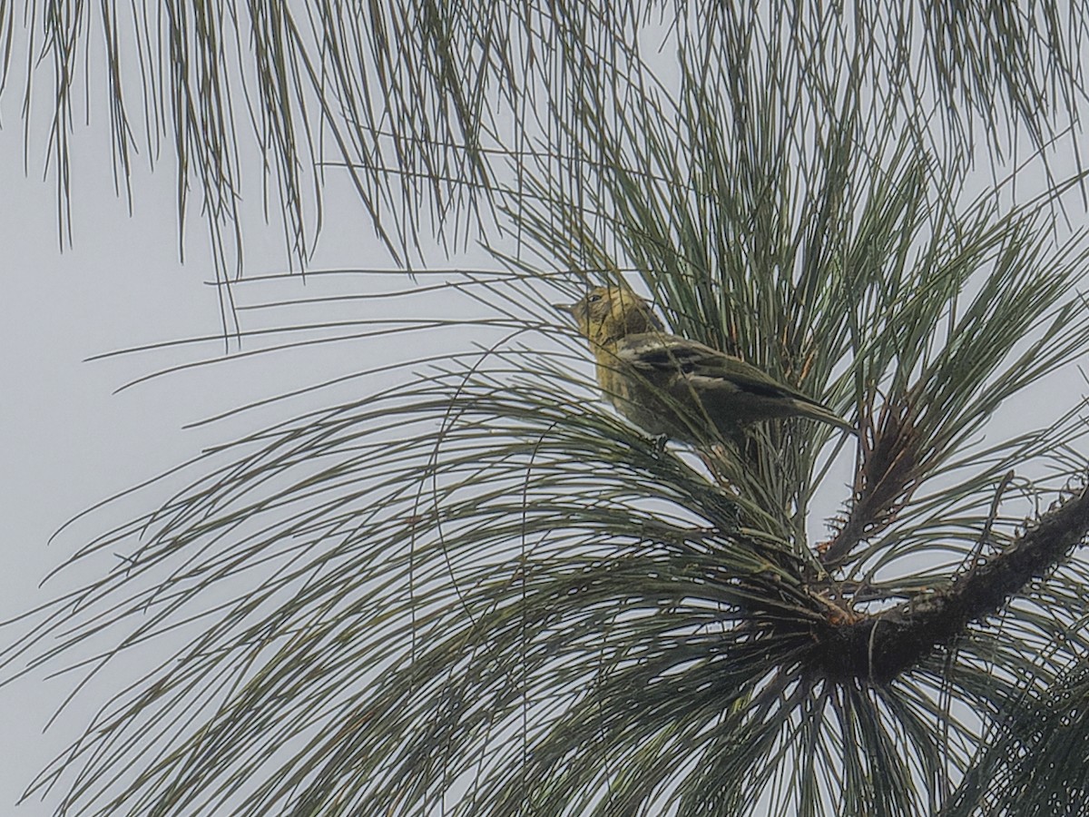 Olive Warbler - ML639516698