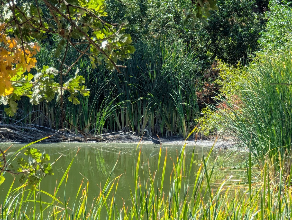 Great Blue Heron - ML639516724