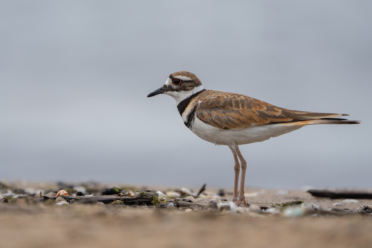 Killdeer - ML639516736
