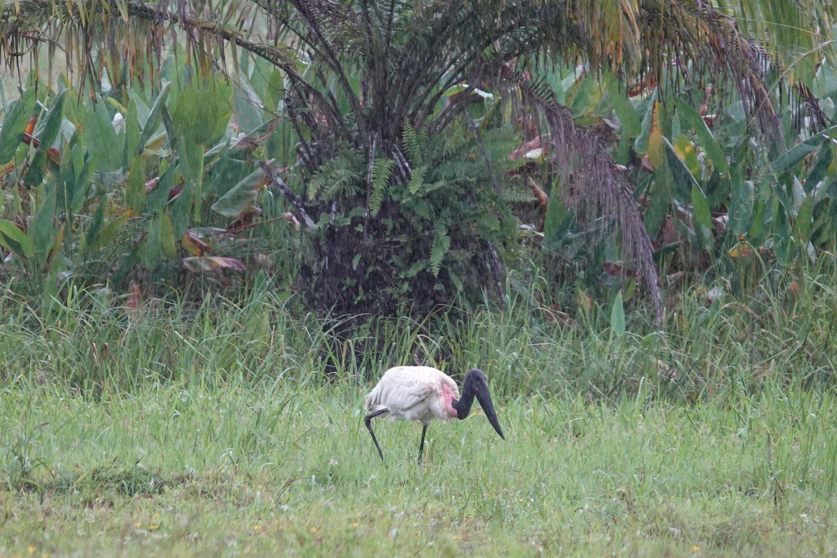 Jabiru - ML639516738