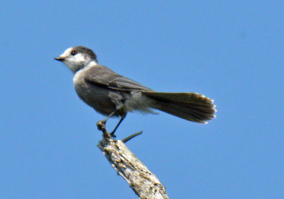 Canada Jay - ML639516739
