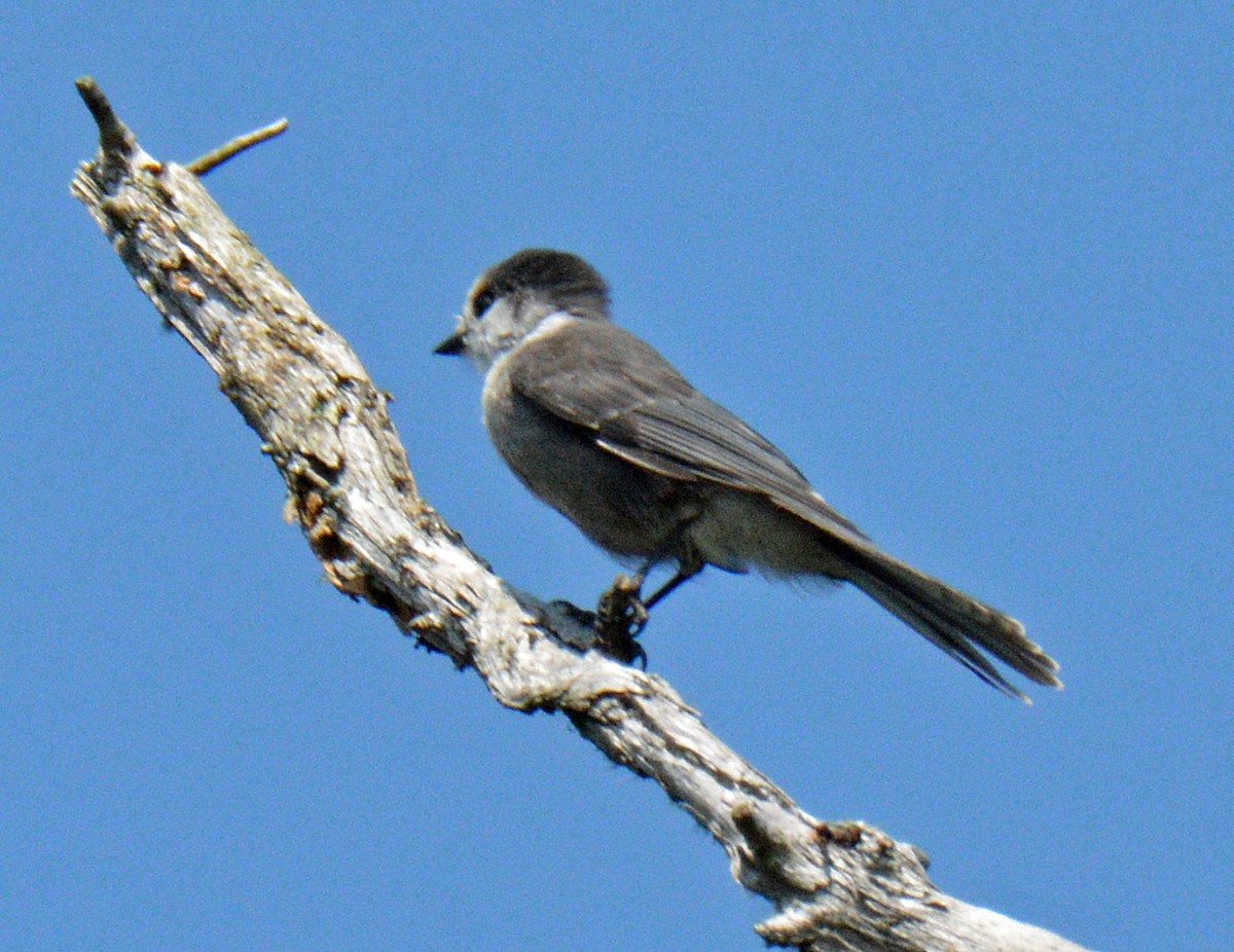 Canada Jay - ML639516740