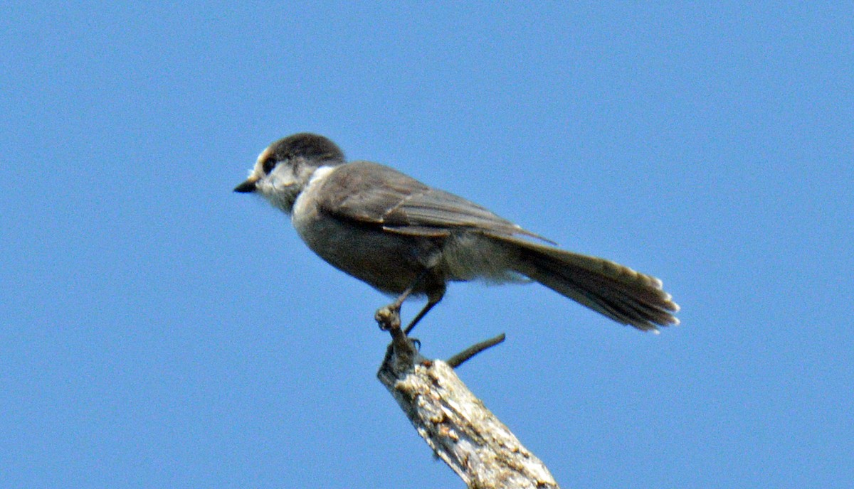 Canada Jay - ML639516742