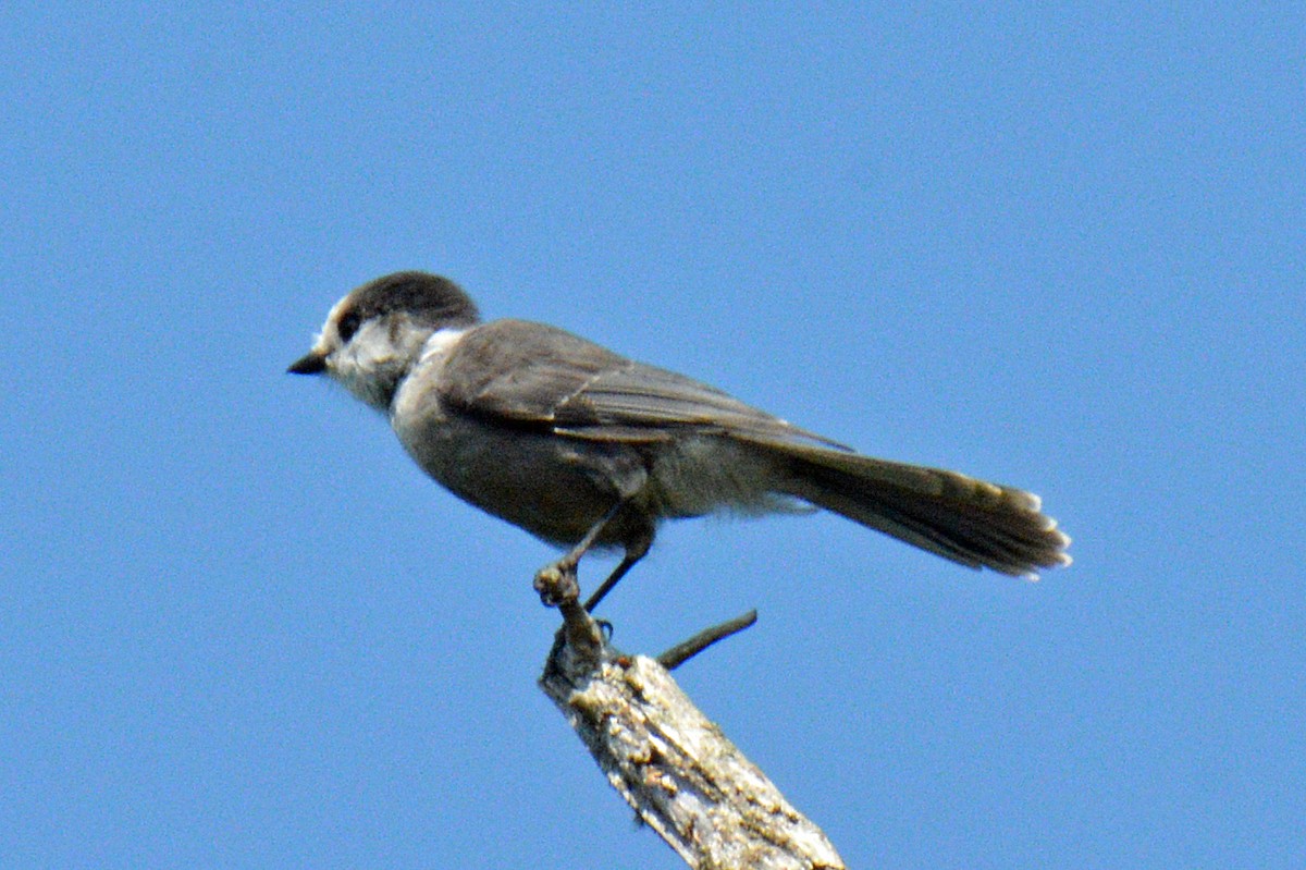 Canada Jay - ML639516743