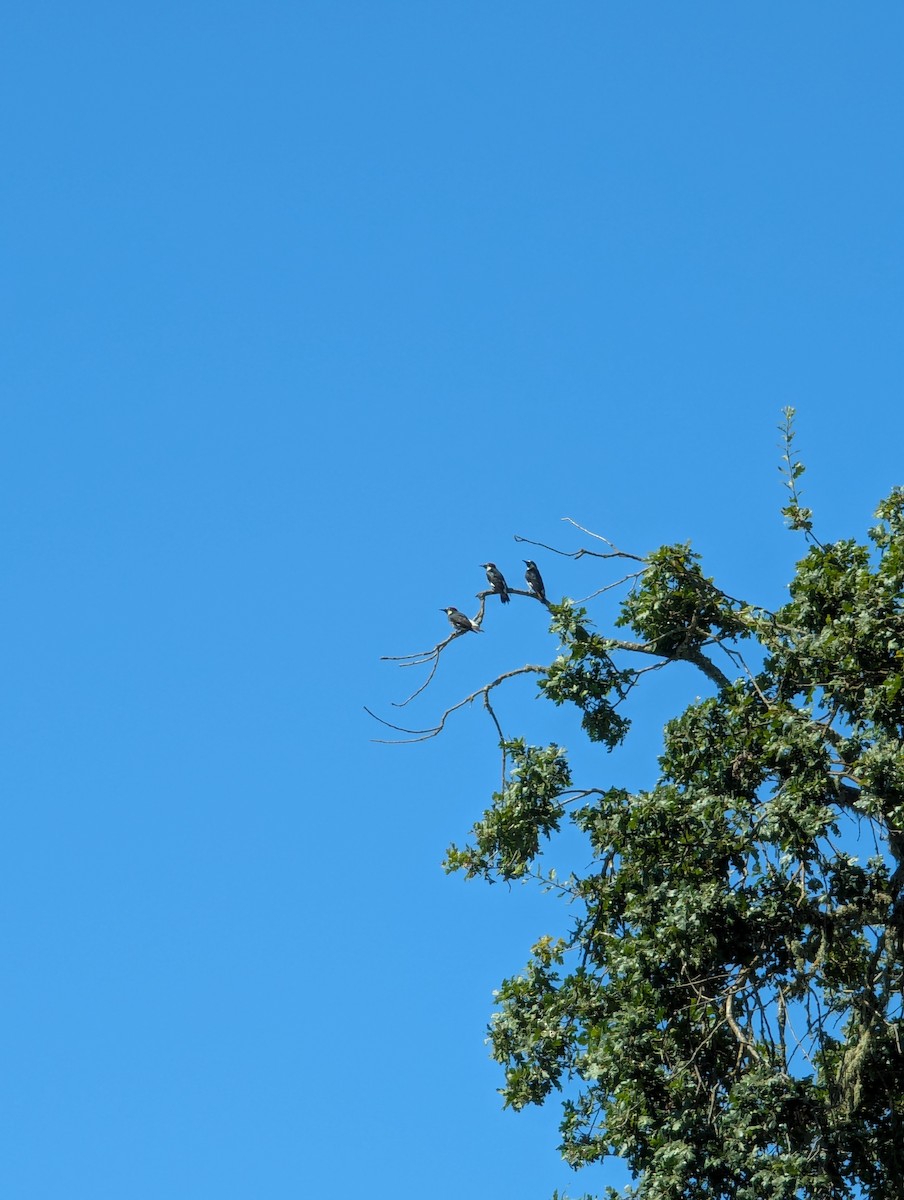 Acorn Woodpecker - ML639516747