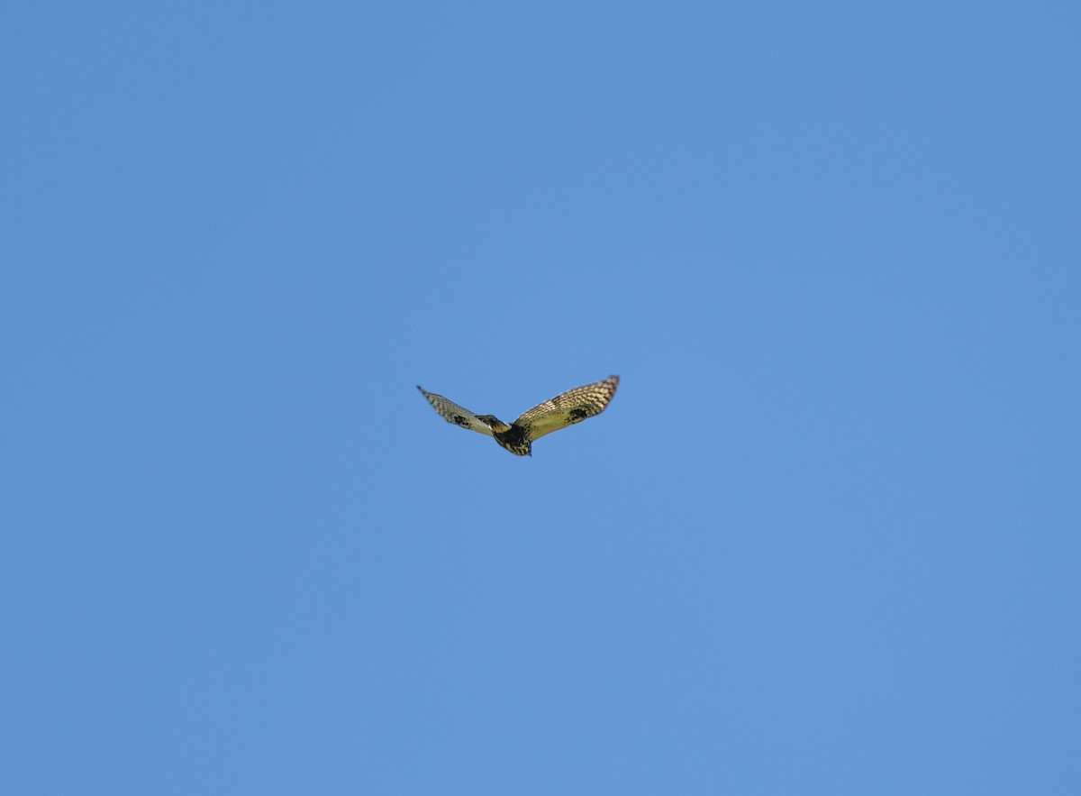 White-rumped Hawk - ML639516759