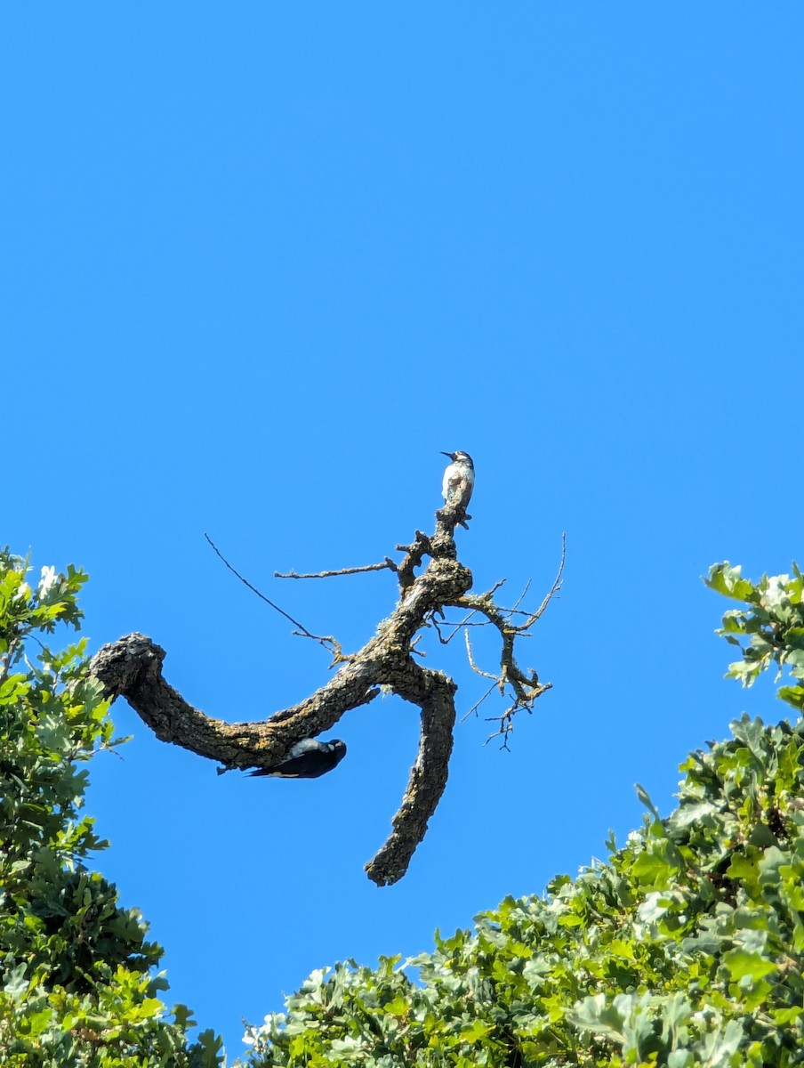 Acorn Woodpecker - ML639516769