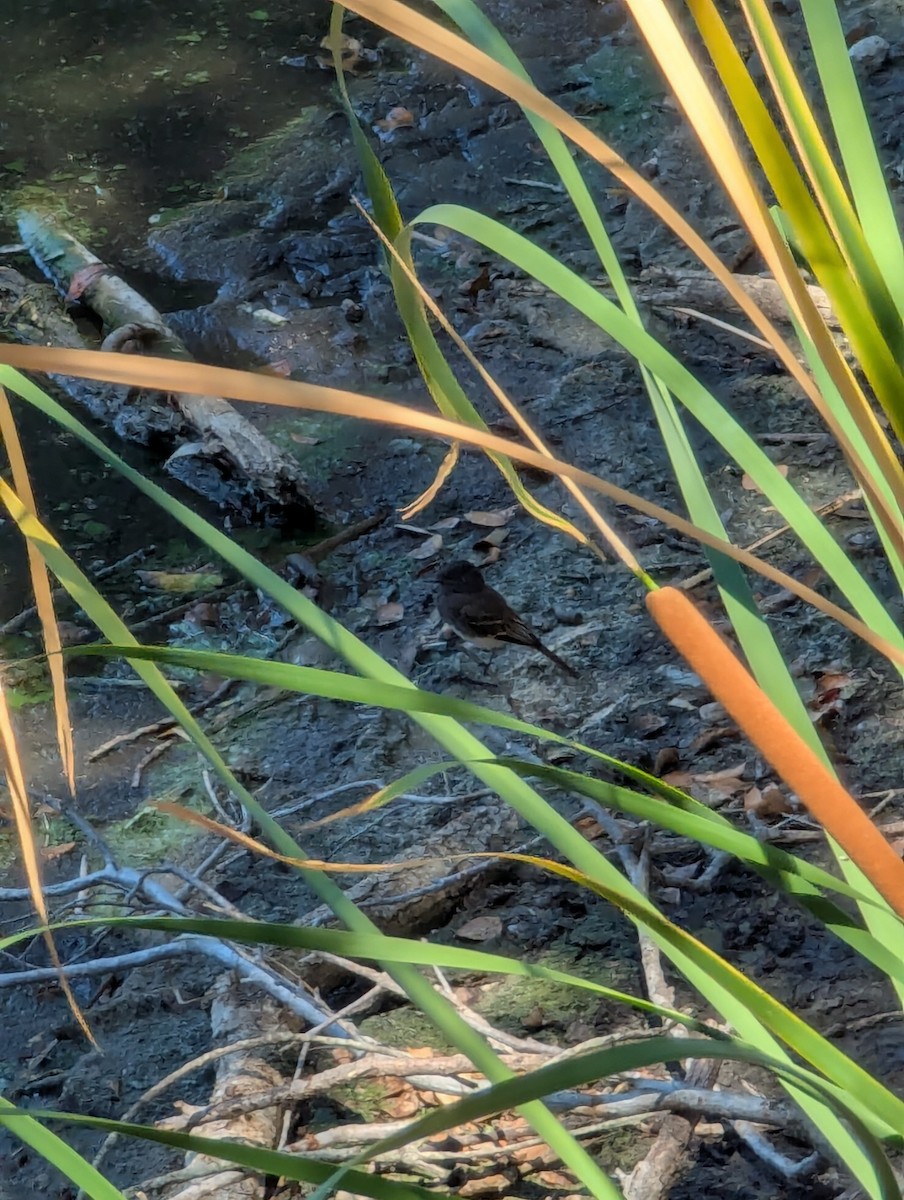 Black Phoebe - ML639516775