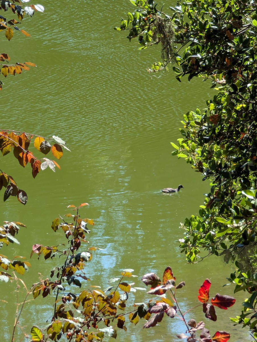 Pied-billed Grebe - ML639516788