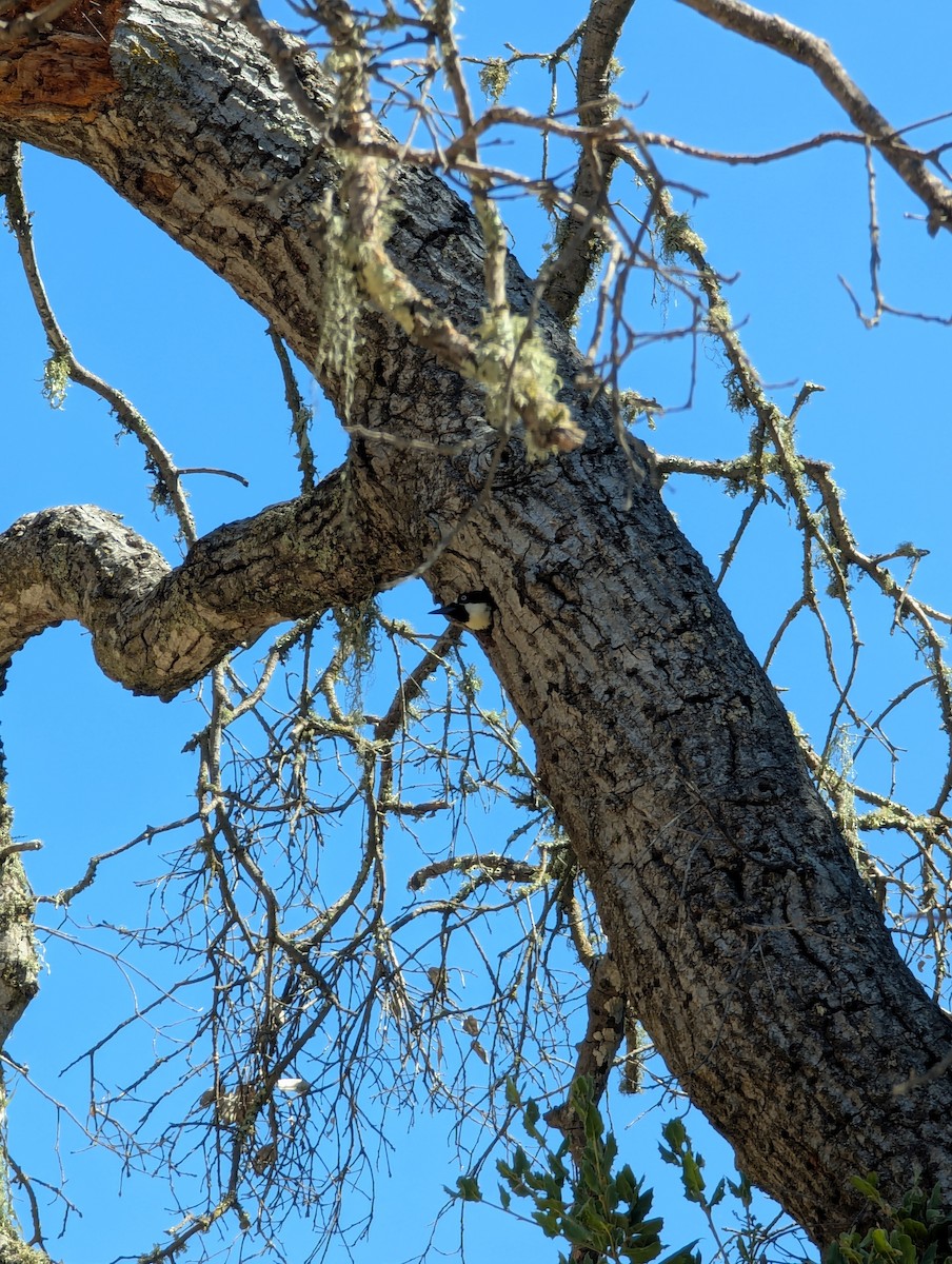 Acorn Woodpecker - ML639516806