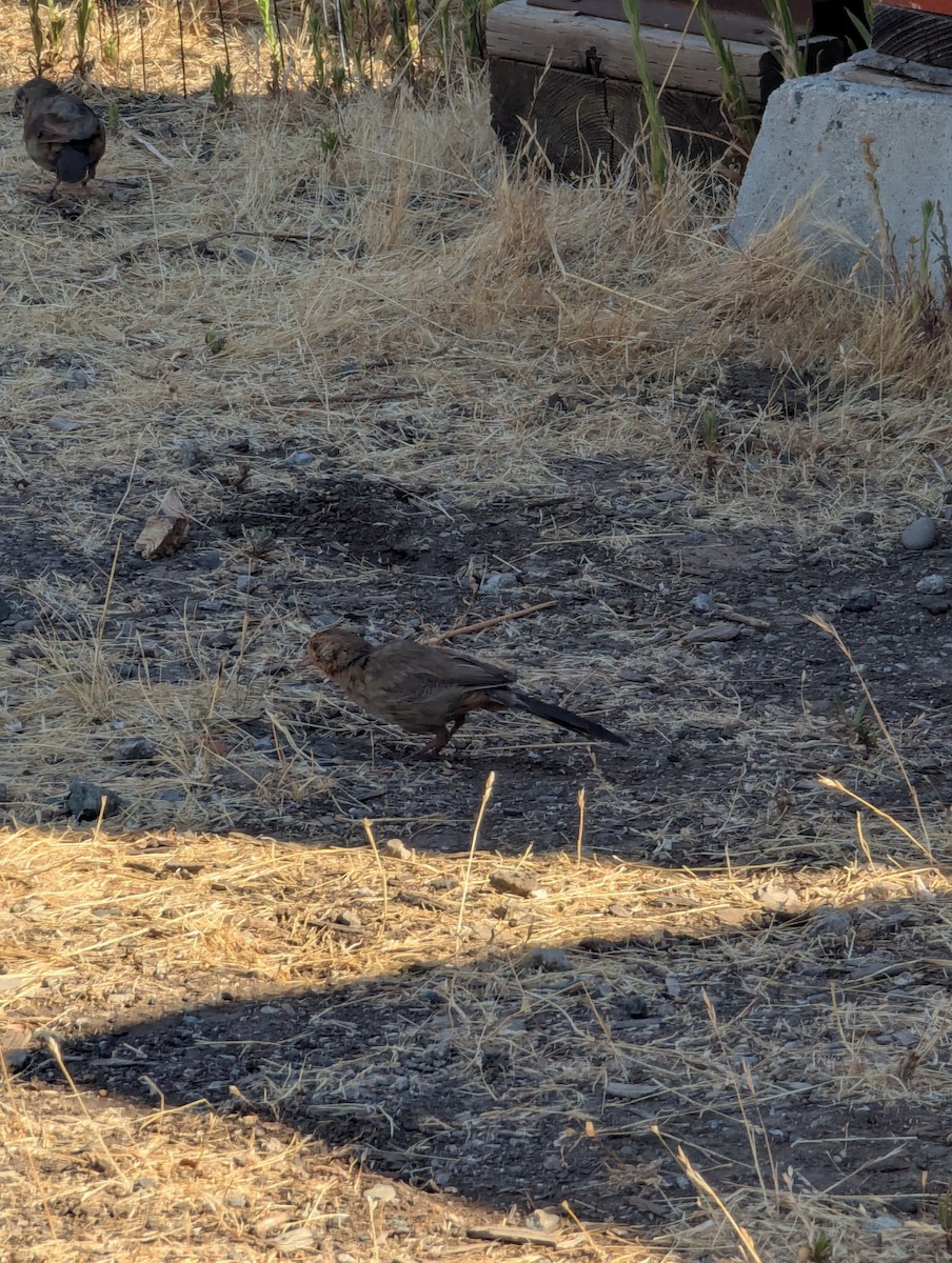 California Towhee - ML639516817