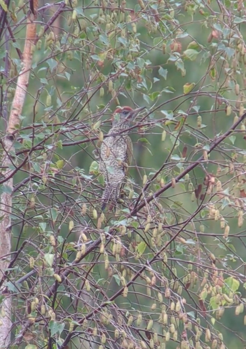 Eurasian Green Woodpecker - ML639516835