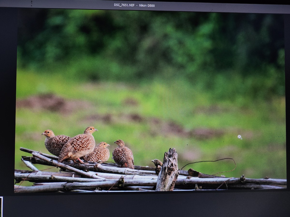 Gray Francolin - ML639516836