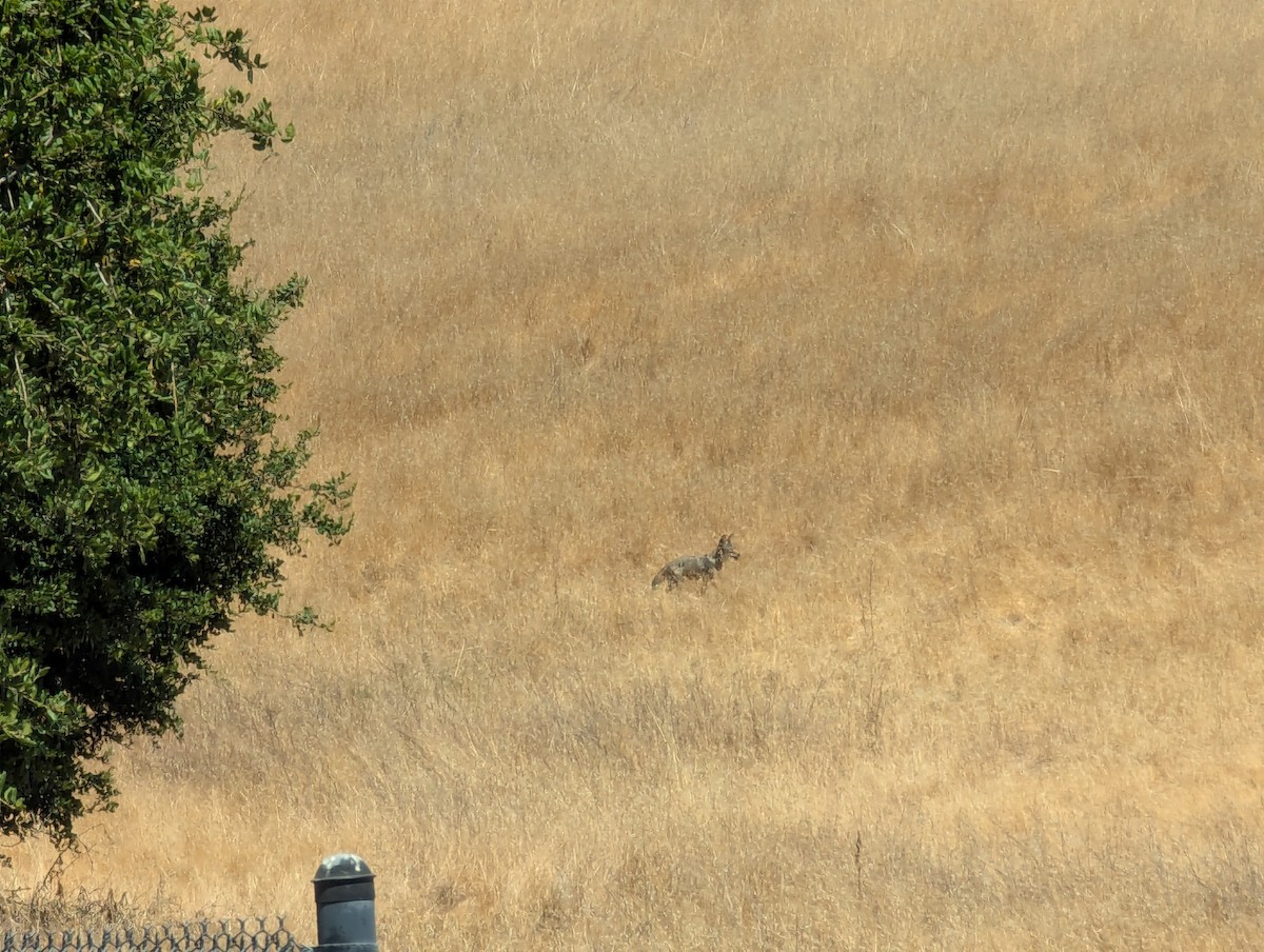 Coyote - ML639516846