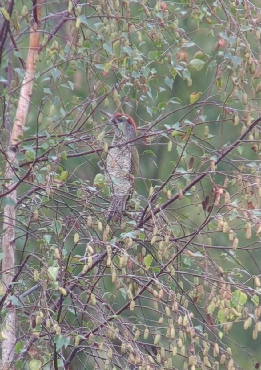 Eurasian Green Woodpecker - ML639516847