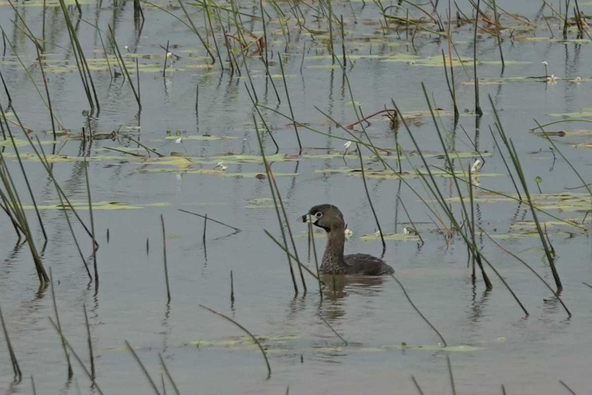 Pied-billed Grebe - ML639516848