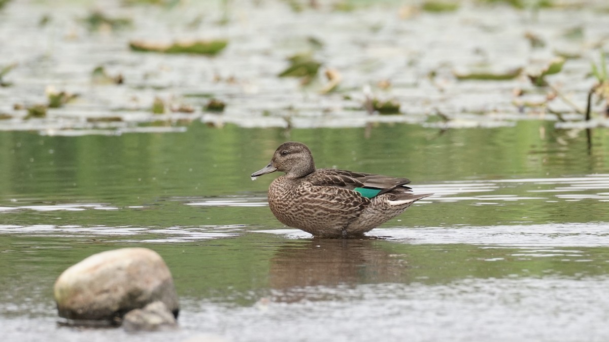 Green-winged Teal - ML639516868