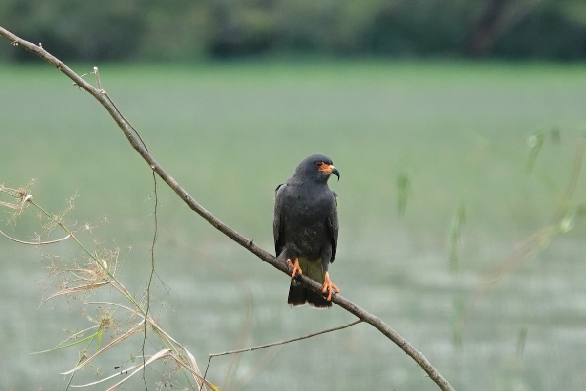 Snail Kite - ML639516883