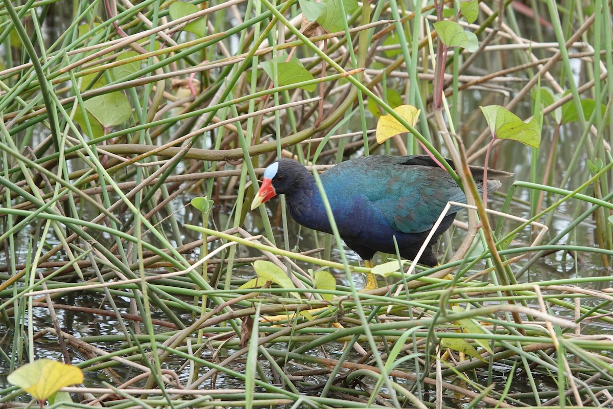 Purple Gallinule - ML639516894