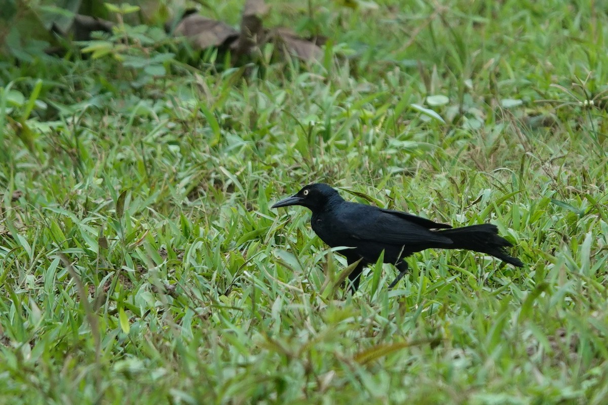 Nicaraguan Grackle - ML639516926