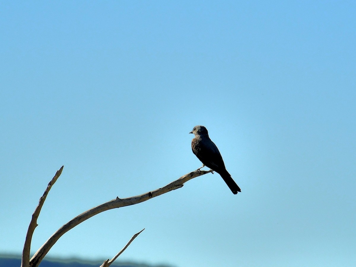 Tropical Kingbird - ML639516932