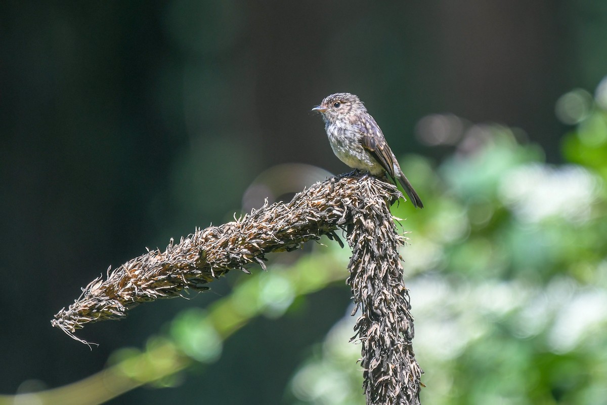 African Dusky Flycatcher - ML639516936