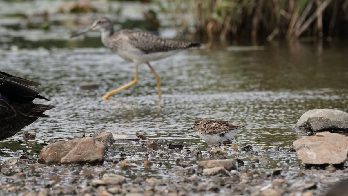 Least Sandpiper - ML639516953