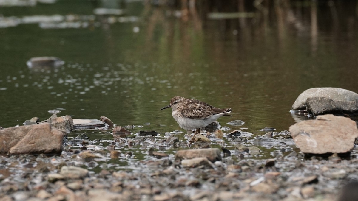Least Sandpiper - ML639516954