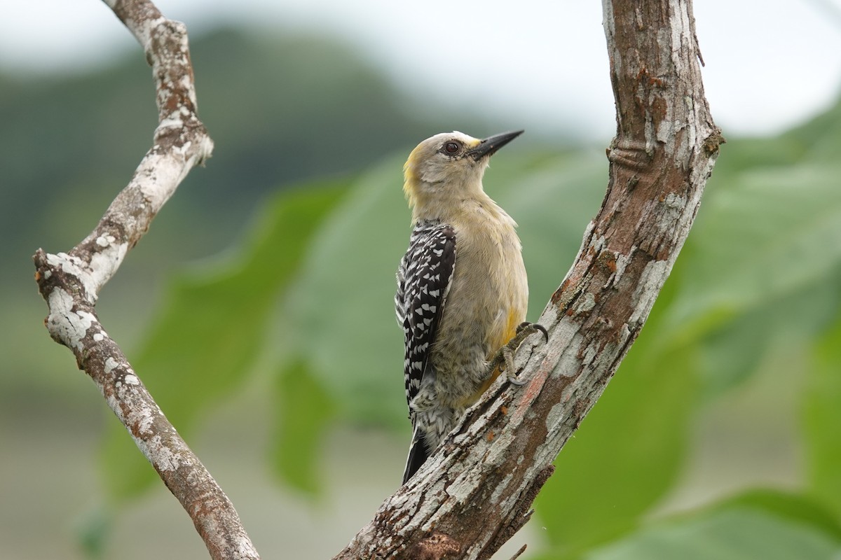 Hoffmann's Woodpecker - ML639516962