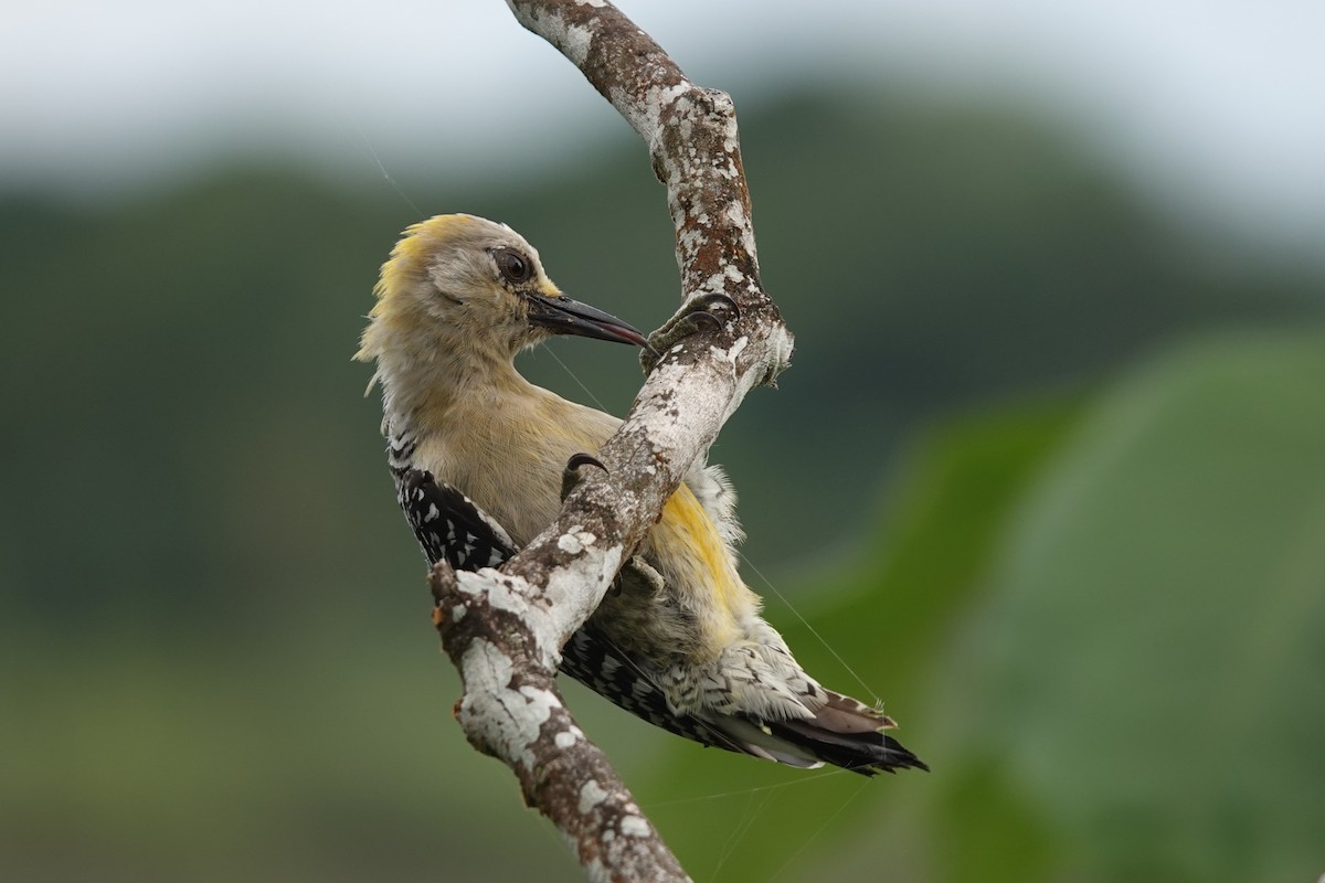 Hoffmann's Woodpecker - ML639516971