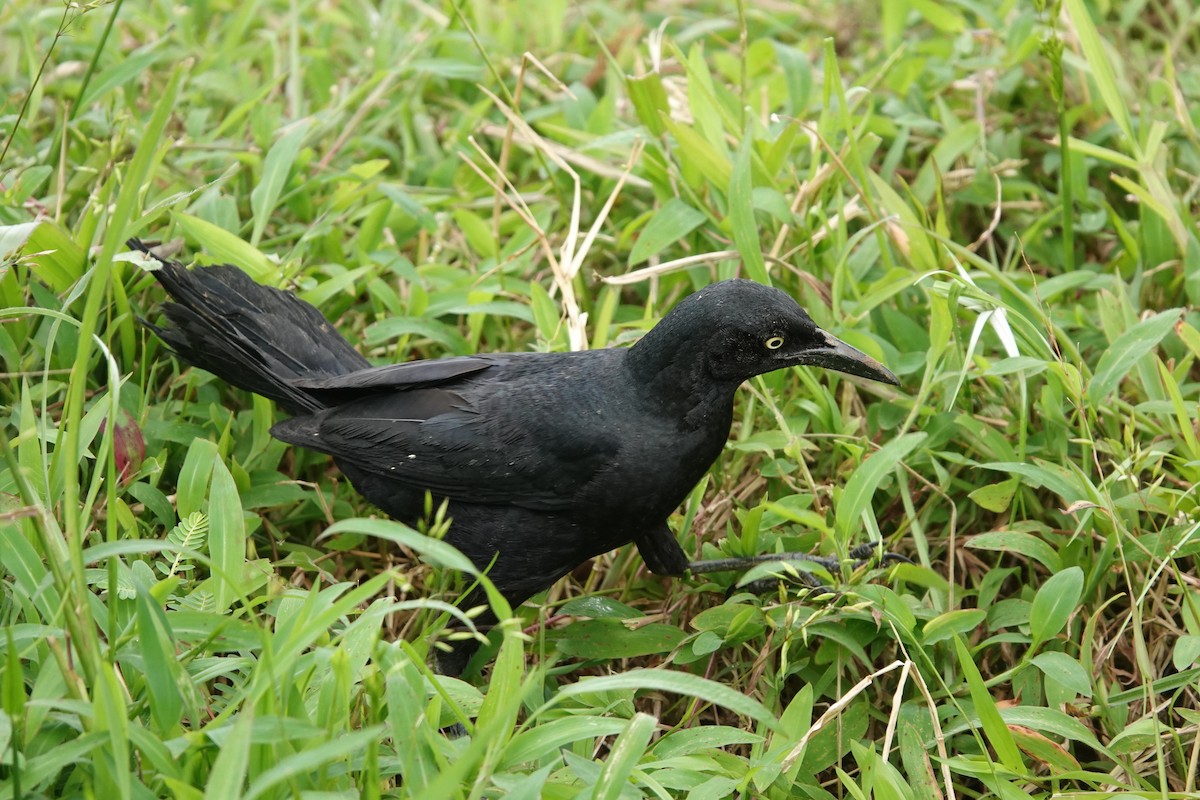 Nicaraguan Grackle - ML639517002