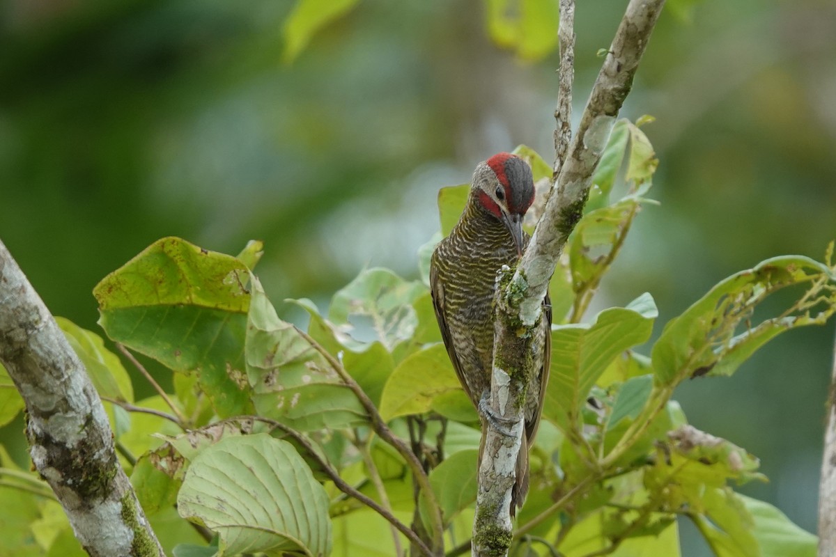 Golden-olive Woodpecker - ML639517012