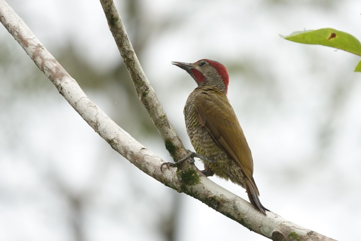 Golden-olive Woodpecker - ML639517014