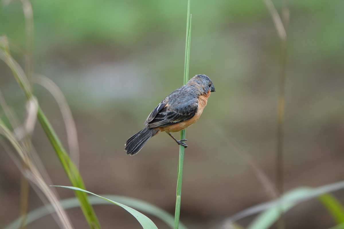 Ruddy-breasted Seedeater - ML639517033