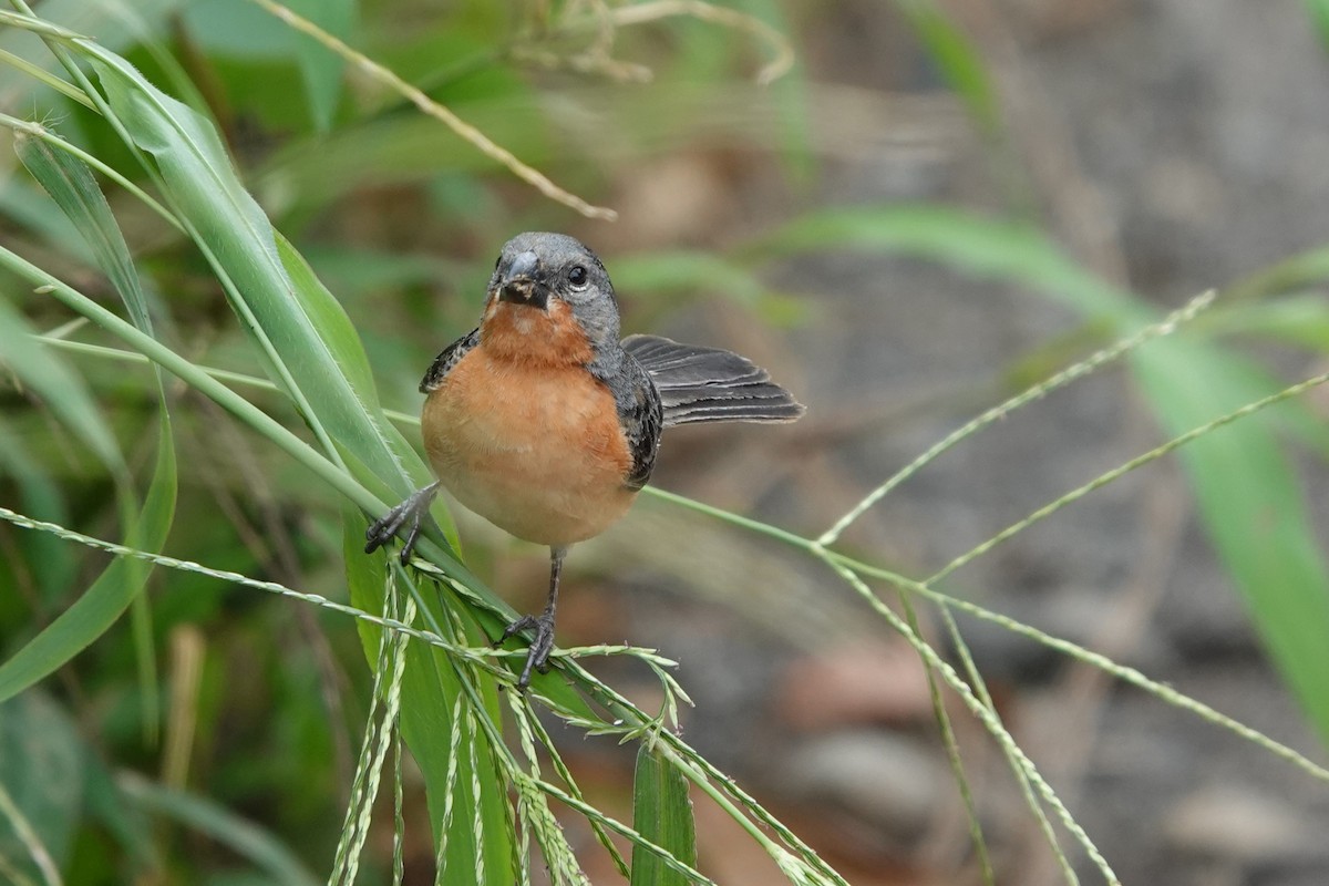 Ruddy-breasted Seedeater - ML639517039